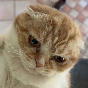 Meet your Posher, Kaethi